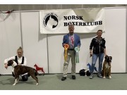 Norsk Boxerklubb sin spesialutstilling Lillestrøm 16.09.2023 - Presentasjon av vinnere