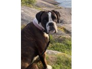Kløfte 24.09.2023 - MossBox Billie Jean - Mentalbeskrivelse hund (MH) 