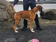 Bjerkvik 08.10.2023 - Boxerknock Jump For Joy - CK 1.BHK BIM