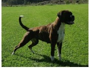 Sundsvall, Sverige 08.10.2023 - Kronion's Nikita - CK 1.BTK CACIB BIM