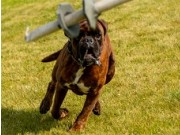 Kløfta 01.07.2023 - G & T - Hjertebo's Unbreakable Knirk - Mentalbeskrivelse hund (MH)  