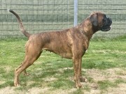 Vejen, Danmark 18.08.2023 - Kronion's Ninja - 1 CHKK, CK, 1 BTK, CERT, CACIB, BIM - Dansk utstillingschampion