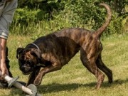 Kløfta 01.07.2023 - G & T-Hjertebo's Unique Prada - Mentalbeskrivelse hund (MH) 