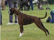 Fauske 05.08.2023 - G & T-Hjertebo's Your Girl Karma - CK, Cert 3.BTK 
