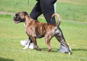 Boxerknock Head Over Heels foto E Rognlien