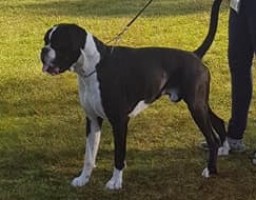 Lester vom Bruchsee ut 19