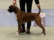 Lom 19.05.2023 - Quboxer Alma - Nosework - Godkjent LGT Kl. 1 