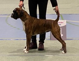 Quboxer Alma 