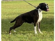 Orre 02.09.2023 -  Birkeboxer Nera - 1.VTKK CK - Beste veteran 
