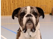 Mjøndalen 07.03.2024 - Boxerknock Elephant In The Room - Rallylydighet Elite. - 2. premie 188 poeng 