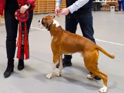 Nordkjosbotn 07.04.2024 - Boxerknock Jump For Joy - CK Cert 1.BHK BIR - Norsk utstillingschampionat