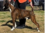 Boden, Sverige 25.05.2024 - Sapmi Sailor Wild At Heart - CK 1.BHK CACIB BIR