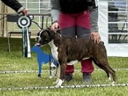 Vestby 08.06.2024 - Birkeboxer Nera - CK BIM Veteran