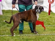 Vestby 08.06.2024 - Birkeboxer Quince - CK 4.BHK Beste veteran