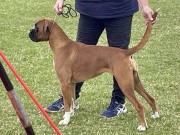 Brårud 16.06.2024 - Boxertrollets Indra - CK 1.BTK Cert BIR