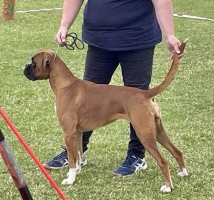 Boxertrollets Indra