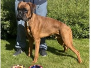 Kristiansund 16.06.2024 - Boxertrollets Ingvald-John - CK Cert 1.BHK BIR 