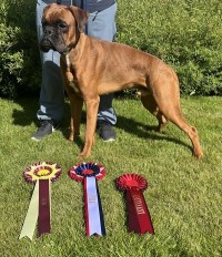 Boxertrollets Ingvald-John