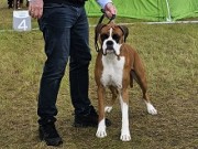 Trondheim 09.06.2024 -  Boxerknock Jump For Joy - CK Nordic Cert 1.BHK BIM 