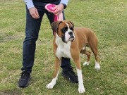 Lom 11.05 - Boxerknock Jump For Joy  - CK 4.BHK