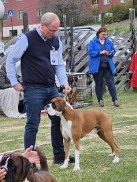 Boxerknock Jump For Joy 12.05
