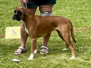 Disenå 22.06.2024 - Boxertrollets Indra - CK 1.BTK Cert BIM 