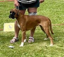 Boxertrollets Indra BIM
