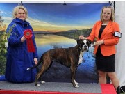 Gàllivare, Sverige 29.06.2024 - Sapmi Sista' Lula - CK 1.BTK CACIB BIR - BIG1.