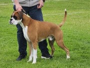  Sandnessjøen 29.06.2024 - Boxerknock Jump For Joy - CK 1.BHK - BIR - BIG 1
