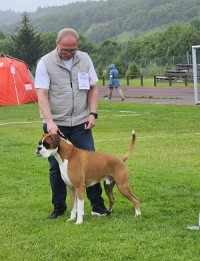 Boxerknock Jump For Joy BIG 1