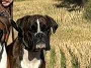 Nittedal 28.09.2024 - Ceccabox Cara - Mentalbeskrivelse hund (MH) 