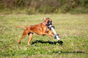 Birkeboxer Ingeborg MH