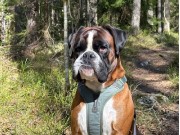 Gjerdrum 23.09.2023 - Inuriki Balder - Mentalbeskrivelse hund (MH) 
