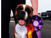 Kalajoki, Finland 20.07.2024 - MonolaBoxer`s Becky - CK 1.BTK CERT CACIB BIR - Internasjonalt Championat (C.I.E.) 	