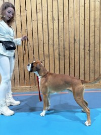Ugoboss De La Demure Andardaise cert