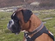 Vestby Årsvinner utstilling 09.06.2024 - Nordic Working Aragorn - CK 3.BHK