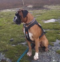 Nordic working Aragon Teddy skog