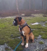 Nordic working Aragon Teddy skog