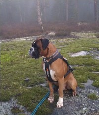 Nordic working Aragon Teddy skog