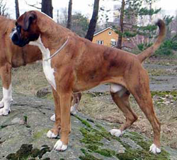 Image of nero