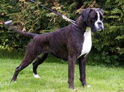 Image of Klaravg