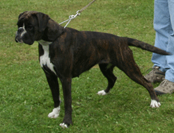 Image of TispecertPolluxCaninBoxe