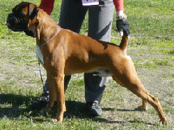 Image of RandAskFor-Att