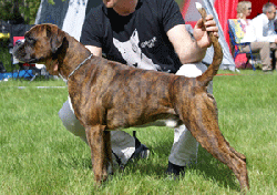 Image of BXDraco