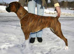 Image of dixie