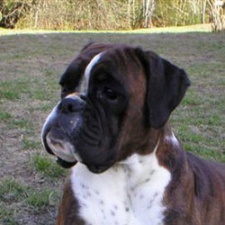 Image of tracy-3