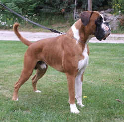 Image of NICKO