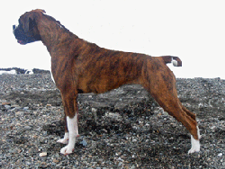 Image of Andante