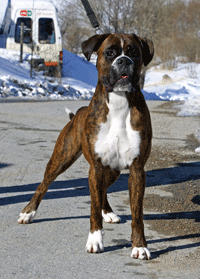Image of BexmasDraco