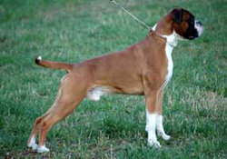Image of EvalescoBrutus